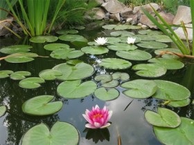 Iaz cu plantarea nuferi și îngrijire pentru Nymphea foto (iaz) Lac cu nuferi de plantare și îngrijire pentru Nymphea fotografie