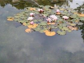Iaz cu plantarea nuferi și îngrijire pentru Nymphea foto (îngrijire) Lac cu nuferi de plantare și îngrijire pentru Nymphea fotografie