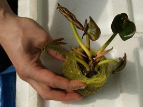 Iaz cu plantarea nuferi și îngrijirea pentru o fotografie Nymphea (nimfe cresc de mică adâncime) Lac cu nuferi de plantare și îngrijire pentru Nymphea fotografie