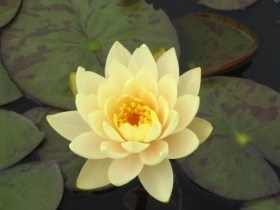 Iaz cu plantarea nuferi și îngrijirea pentru o fotografie Nymphaea (nuferi) Lac cu nuferi de plantare și îngrijire pentru Nymphea fotografie