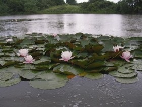 Iaz cu plantarea nuferi și îngrijire pentru Nymphea foto (îngrijire) Lac cu nuferi de plantare și îngrijire pentru Nymphea fotografie