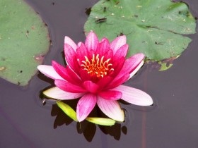 Iaz cu plantarea nuferi și îngrijirea Nymphaea Photo (aterizare) Lac cu nuferi de plantare și îngrijire pentru Nymphea fotografie