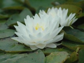 Iaz cu plantarea nuferi și îngrijirea pentru o fotografie Nymphea (nimfe cresc de mică adâncime) Lac cu nuferi de plantare și îngrijire pentru Nymphea fotografie