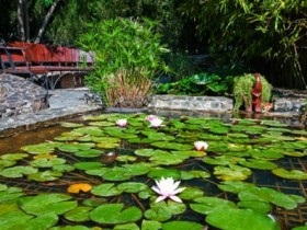 Iaz cu plantarea nuferi și îngrijirea pentru o fotografie Nymphea (nimfe cresc de mică adâncime) Lac cu nuferi de plantare și îngrijire pentru Nymphea fotografie
