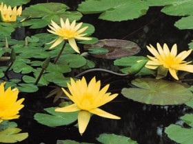 Iaz cu plantarea nuferi și îngrijirea pentru o fotografie Nymphea (nimfe cresc de mică adâncime) Lac cu nuferi de plantare și îngrijire pentru Nymphea fotografie