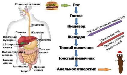 Indigestia cauze tulburări, simptome, tratament