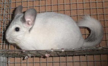 Reproducție chinchilla ambele opinii de afaceri - Idei pentru afaceri (Business) Reproducție chinchilla ambele opinii de afaceri - idei pentru afaceri