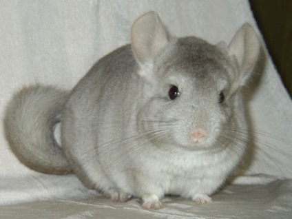Reproducție chinchilla ambele opinii de afaceri - Idei pentru afaceri (sinsila) Reproducție chinchilla ambele opinii de afaceri - idei pentru afaceri