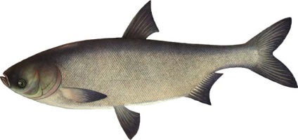 pește engleză - nume de pești în limba engleză cu traducere (în engleză) pește engleză - nume de pești în limba engleză cu traducere