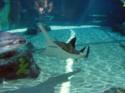 Sawfish fiecare detaliu al vieții subacvatice (Sawfish) Sawfish fiecare detaliu al vieții subacvatice