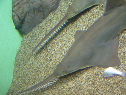 Sawfish fiecare detaliu al vieții subacvatice (Sawfish) Sawfish fiecare detaliu al vieții subacvatice