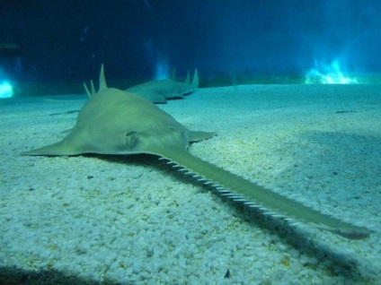 Sawfish fiecare detaliu al vieții subacvatice (Sawfish) Sawfish fiecare detaliu al vieții subacvatice