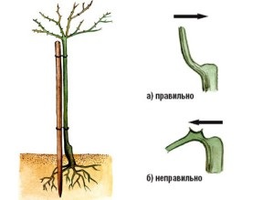 trandafiri Stam