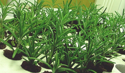 Rosemary în creștere și îngrijirea corespunzătoare a plantelor aromate (în creștere) Rosemary în creștere și îngrijirea corespunzătoare a plantelor aromate