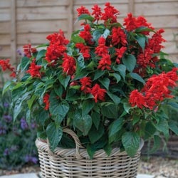 Salvia descriere genial sau spumante, fotografii de flori, semințe, răsaduri, îngrijire (lucioasă) Salvia descriere strălucitoare sau carbogazoasă, fotografii de flori, semințe, răsaduri, de îngrijire