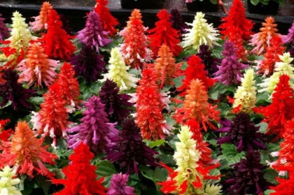 Salvia descriere genial sau spumante, fotografii de flori, semințe, răsaduri, de îngrijire (Salvia) Salvia descriere strălucitoare sau carbogazoasă, fotografii de flori, semințe, răsaduri, de îngrijire