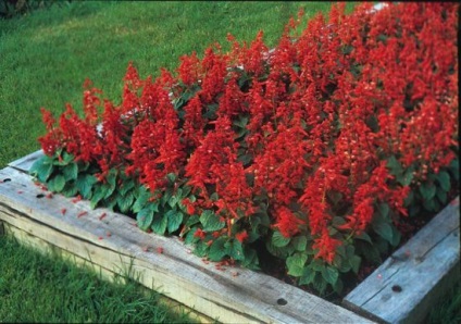 Salvia descriere genial sau spumante, fotografii de flori, semințe, răsaduri, întreținere (descriere) Salvia descriere strălucitoare sau carbogazoasă, fotografii de flori, semințe, răsaduri, de îngrijire