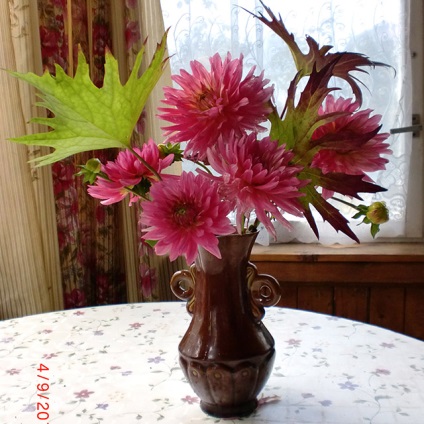 DIY (cioturi Spiraea medie) Fa-te