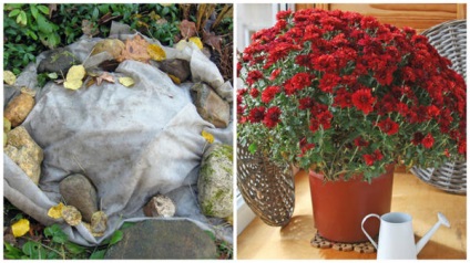 Cultivarea Secretele de crizanteme (Chrysanthemum) Secretele de crizanteme în creștere