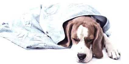 Puppy vomită (de ce catelus vomită) catelus vomită