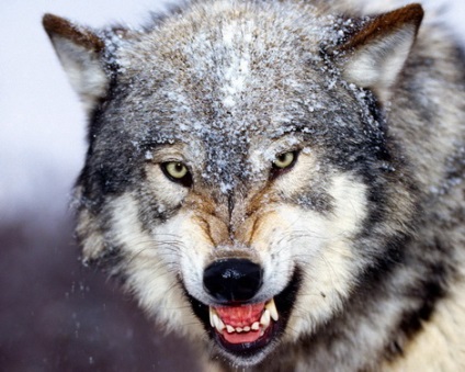 Pe lângă Wolf (Wolf) Urmatorul lup