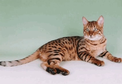 Culorile standard de pisici Bengal - acvariu de pește mare și nu numai (culoarea bengaleza) Culorile standard de pisici Bengal - pește mare acvariu și nu numai