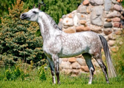 De ce exterior fotografie cal însoțitorii cusur dezavantajele copitelor cal Zhabko artroza chișiță-coronală