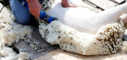 Tunderea oilor în Crimeea (mașină pentru a cumpăra o oaie Simferopol) Tunderea oilor în Crimeea