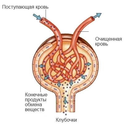 Structura nefronilor (nefronului) Structura nefronului