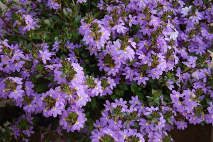 Scaevola fotografie (fotografii) Scaevola fotografie