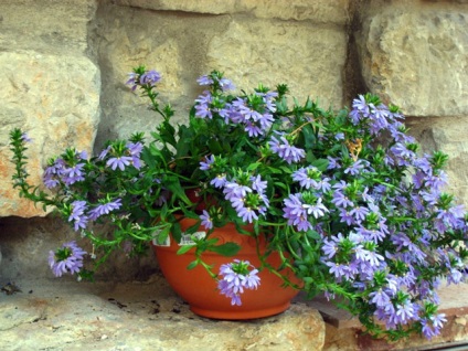 Scaevola fotografie (fotografii) Scaevola fotografie