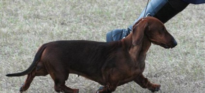 Dachshund Dwarf (Dachshund) pitic teckel