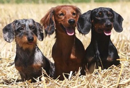 Basset pitic (pitic) pitic teckel