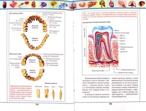 Corpul uman (uman) Corpul uman