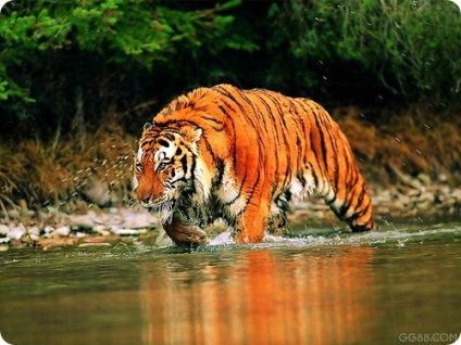 Care sunt (foto Tigers) Tigers Care sunt Tigrii