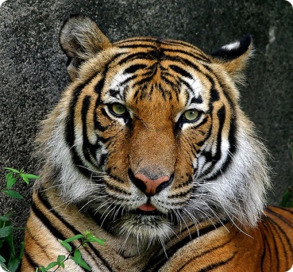 Care sunt Tigrii (Tiger Panthera tigris) Care sunt Tigrii
