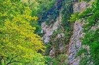 Yew-tree grove la Soci - cum se ajunge acolo, ore de deschidere, pret, tisa-tree grove în timpul iernii (Soci) grove Yew-tree în Soci - cum se ajunge acolo, deschidere ore, pret, tisa-tree grove în timpul iernii