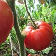 Tomate Pops (50 poze) descrierea soiului, care au plantat tomate, recenzii, video (POP) Tomate Pops (50 poze) descrierea soiului, care au plantat tomate, recenzii, video