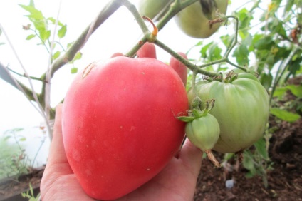 Tomate Pops (50 poze) descrierea soiului, care au plantat tomate, recenzii, video (POP) Tomate Pops (50 poze) descrierea soiului, care au plantat tomate, recenzii, video