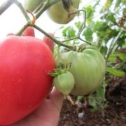Tomate Pops (50 poze) descrierea soiului, care au plantat tomate, recenzii, video (foto) Tomate Pops (50 poze) descrierea soiului, care au plantat tomate, recenzii, video