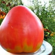 Tomate Pops (50 poze) descrierea soiului, care au plantat tomate, comentarii, înregistrări video (tomate) Tomate Pops (50 poze) descrierea soiului, care au plantat tomate, recenzii, video