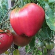 Tomate Pops (50 poze) descrierea soiului, care au plantat tomate, comentarii, înregistrări video (tomate) Tomate Pops (50 poze) descrierea soiului, care au plantat tomate, recenzii, video