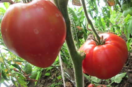 Tomate Pops (50 poze) descrierea soiului, care au plantat tomate, comentarii, înregistrări video (tomate) Tomate Pops (50 poze) descrierea soiului, care au plantat tomate, recenzii, video