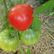 Tomate Pops (50 poze) descrierea soiului, care au plantat tomate, recenzii, video