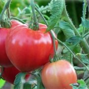 Tomate Pops (50 poze) descrierea soiului, care au plantat tomate, recenzii, video (soi) Tomate Pops (50 poze) descrierea soiului, care au plantat tomate, recenzii, video