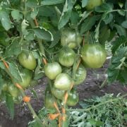 Tomate Pops (50 poze) descrierea soiului, care au plantat tomate, recenzii, video (foto) Tomate Pops (50 poze) descrierea soiului, care au plantat tomate, recenzii, video