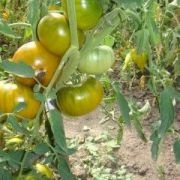 Tomate Pops (50 poze) descrierea soiului, care au plantat tomate, recenzii, video (foto) Tomate Pops (50 poze) descrierea soiului, care au plantat tomate, recenzii, video