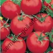 Tomate cultivar - Marmande - (Marmande) 10 semințe