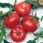 Tomate cultivar - Marmande - (Marmande) 10 semințe