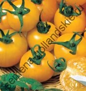 Tomate cultivar - Marmande - (Marmande) 10 semințe